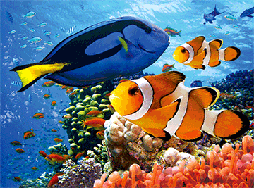 FINDING NEMO – Teach with Movies