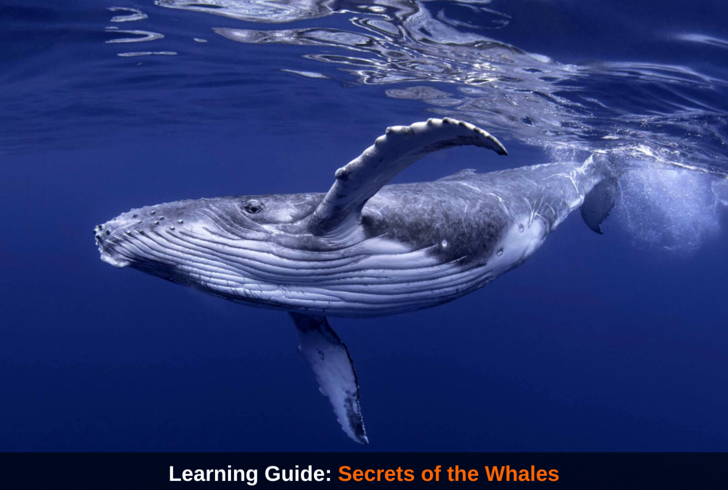 Secrets of the Whales